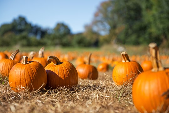 8 Halloween activities in Yorkshire and Lincolnshire 2023