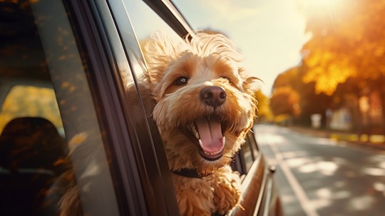 The 10 Best Cars for Dog Owners to Buy in 2024